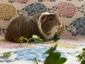 Rescue Guinea Pig Guinea Pigs for Adoption in Saint Paul, Minnesota - Oscar Pigastri | PetCurious